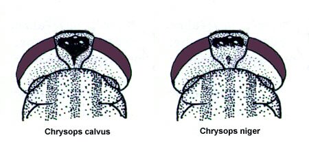 Chrysops head detail, C. calvus and C. niger