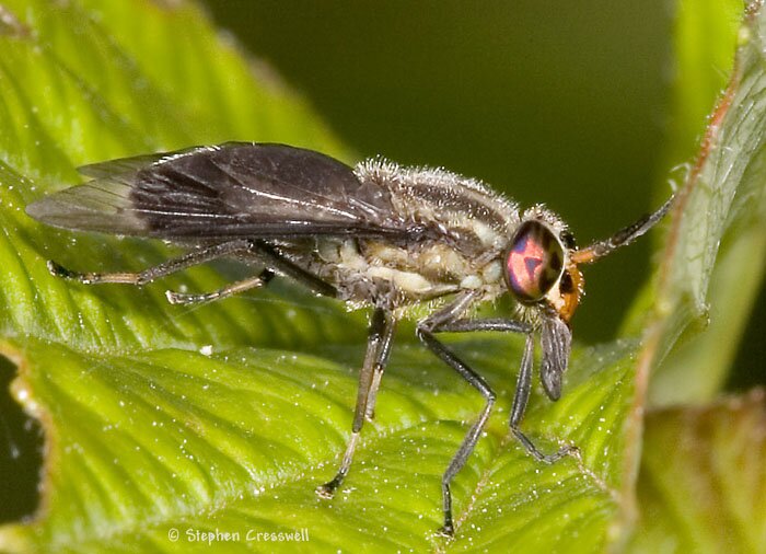 Chrysops niger lateral view, horse fly