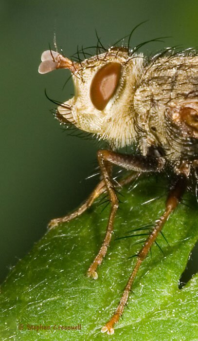 Epalpus signifer, lateral view of head, Tachinid Fly