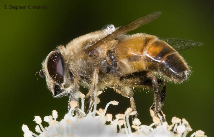 Eristalis tenax, Hover fly, lateral view