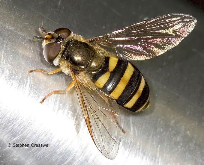 Eupeodes sp., Flower Fly, Syrphid Fly