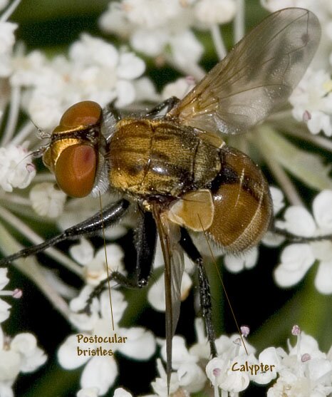 Diptera anatomy, calypters