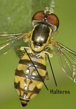 Diptera anatomy, halteres