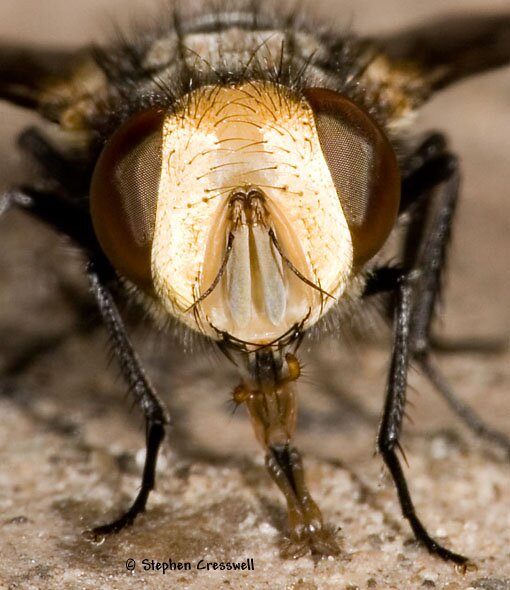 Gonia frontosa face, Tachinidae