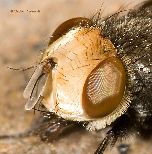 Gonia Frontosa, Tachinid Fly, dorso-lateral view