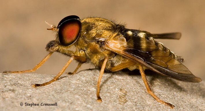 Goniops chrysocoma lateral view