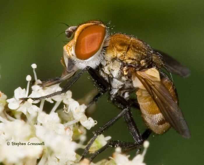 Gymnoclytia sp., lateral view of Tachinid Fly