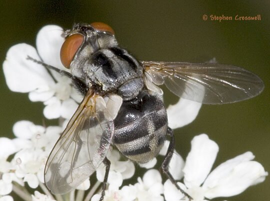 Gymnoclytia sp., Tachinid Flies