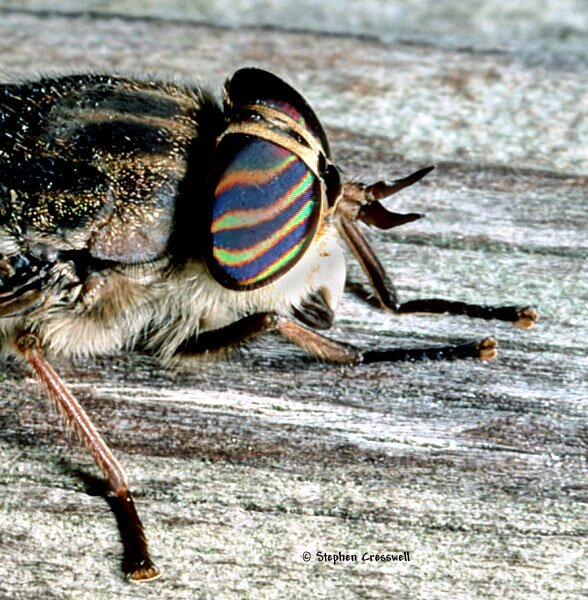 Hybomitra lasiophthalma head, Horse Fly