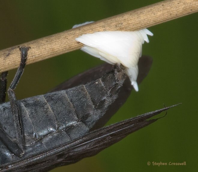 Diptera oviposition, Tabanidae