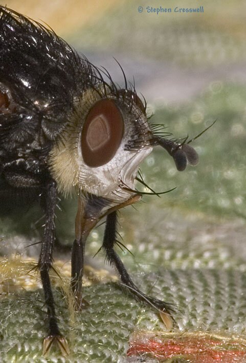 Juriniopsis adusta, Tachinid Fly head