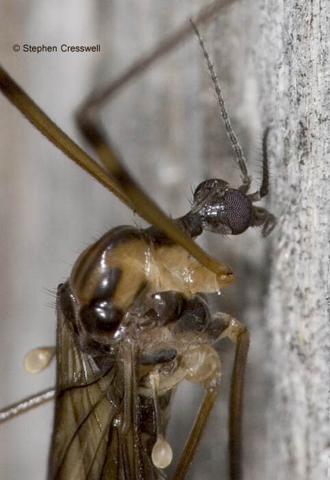 Limonia indigena, lateral view of head and thorax, Limoniidae