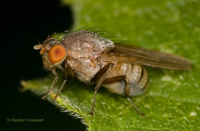 Minettia magna, Lauxaniidae, Lateral view