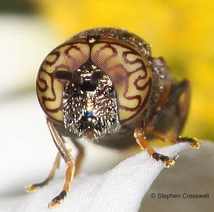 Orthonevra nitida, Syrphidae, Head-on view