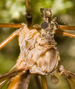 Pedicia auripennis, head, Crane Fly, family Pediciidae