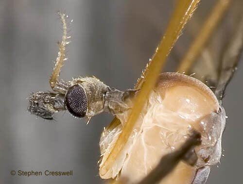 Pedicia inconstans, Crane Fly in family Limoniidae