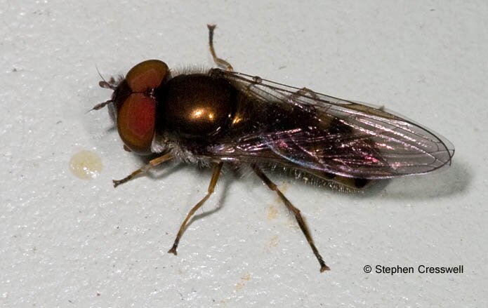 Hover Fly, Platycheirus sp., Syrphidae