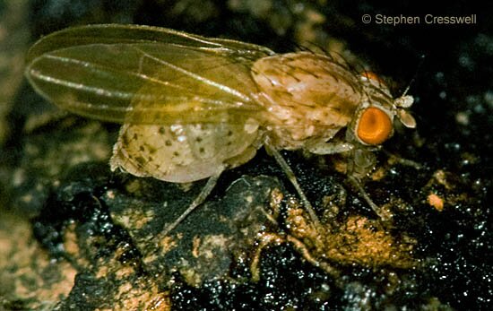 Lateral view, Poecilolycia sp.