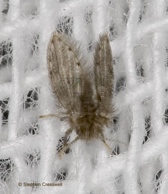 Psychodidae, Moth Fly image from West Virginia