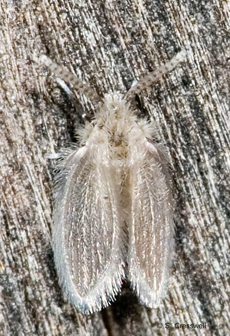 Moth Fly image, Family Psychodidae