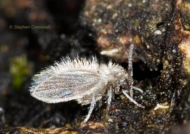 Tiny fly in the family Psychodidae