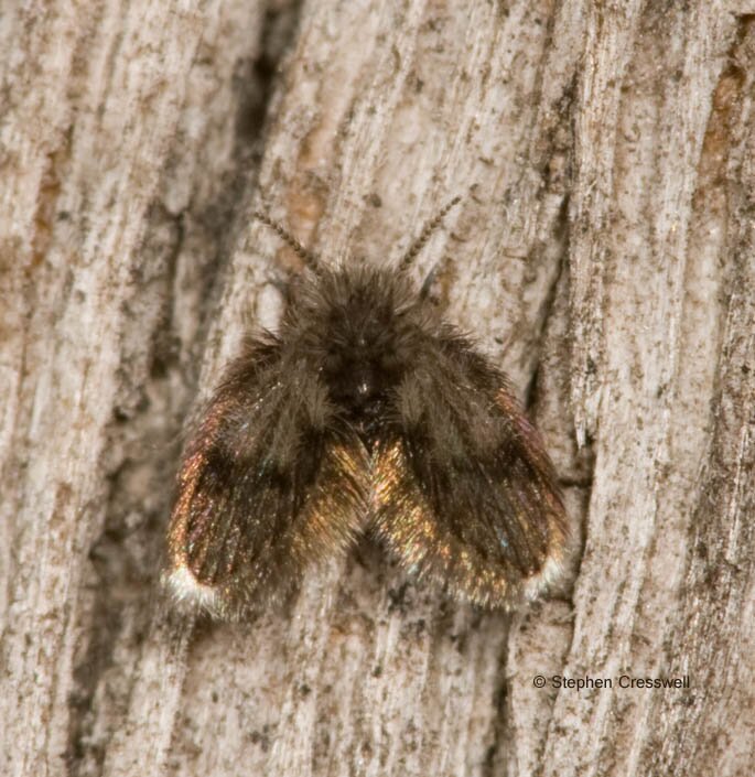 Family Psychodidae, Moth Flies