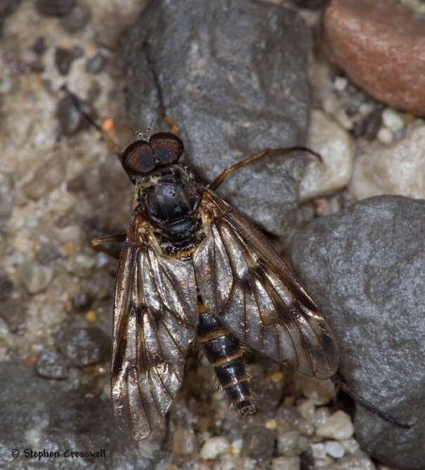 Rhagio mystaceus, Snipe Fly, family Rhagionidae