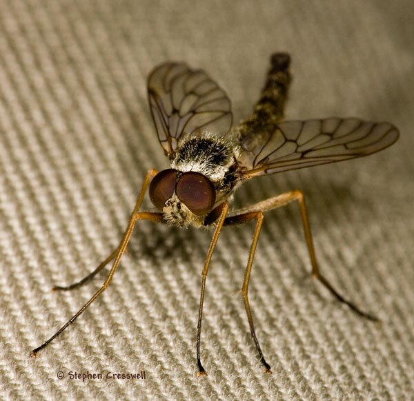 Rhagio sp. face, snipe fly