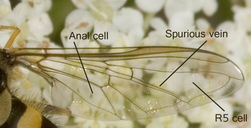 Spurious vein, Syrphidae illustration