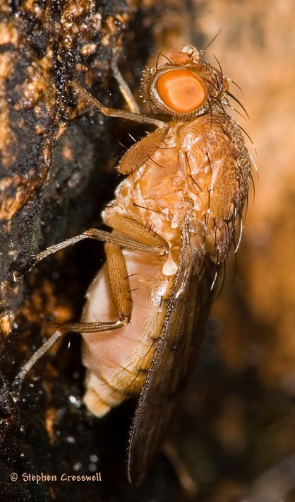 Suilla quiquepunctata lateral view, Heleomyzid Fly
