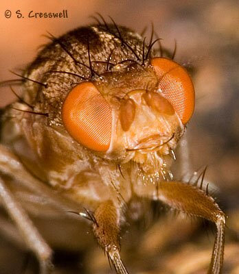Suilla quiquepunctata face, Heleomyzid Fly