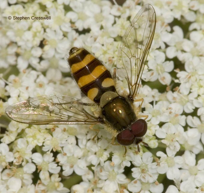 Syrphus sp. feeding on flower, Hover Fly