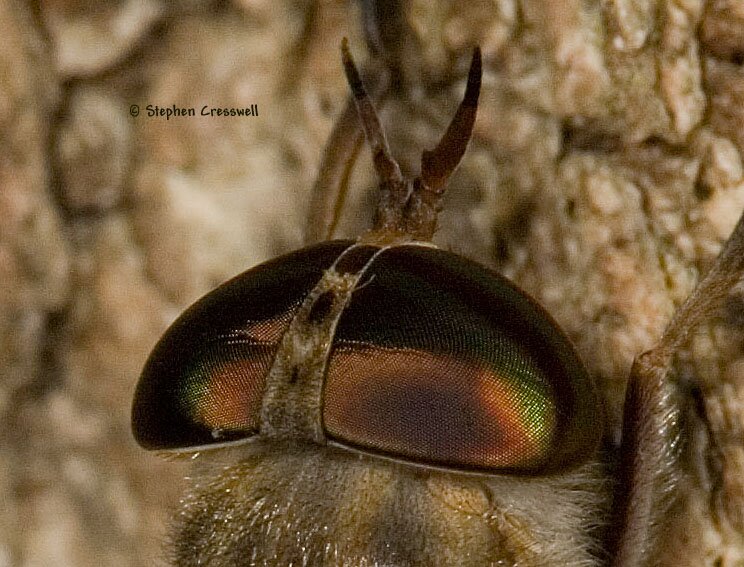 Tabanus sackeni head, dorsal view of horse fly