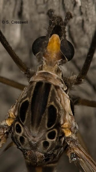 Head of Tipula abdominalis, family Tipulidae