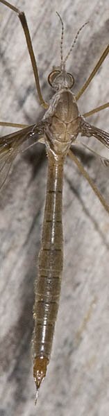 Tipula sayi, Crane Fly in family Tipulidae