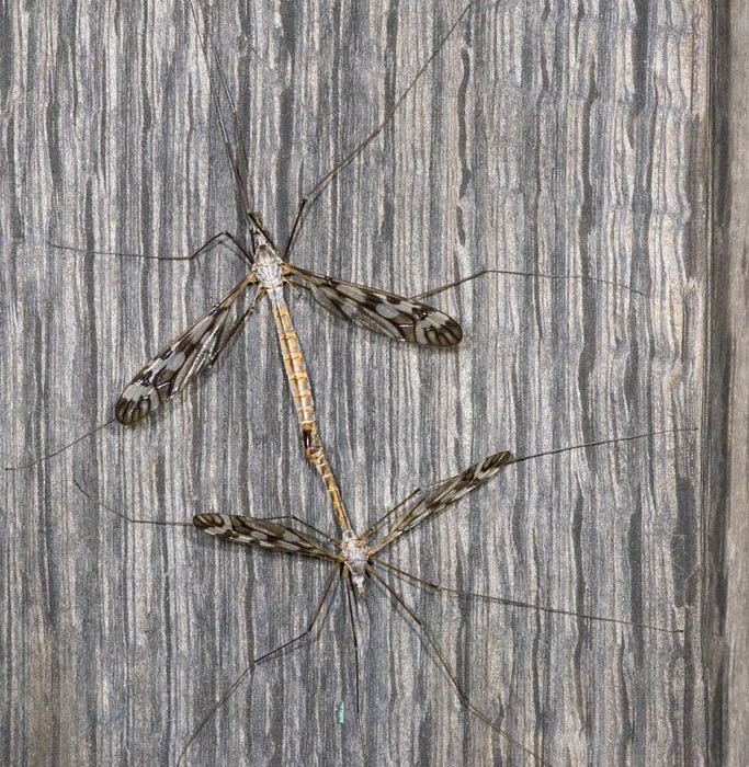 Mating pair, Tipula (Pterelachisus) trivittata