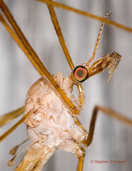 Head of Tipula ultima, Crane Fly in family Tipulidae