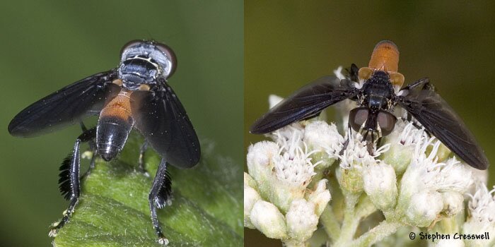Trichopoda pennipes, Feather-legged Fly