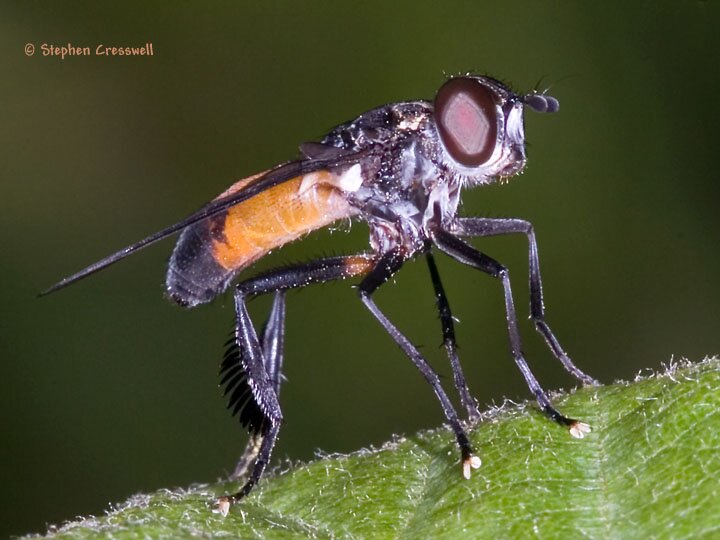 Trichopoda pennipes, lateral view, Tachinid Fly