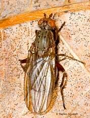 Heleomyzinae