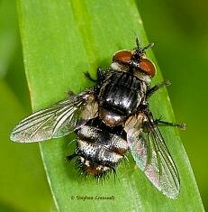 Parasitic Flies (Tachinid Flies)