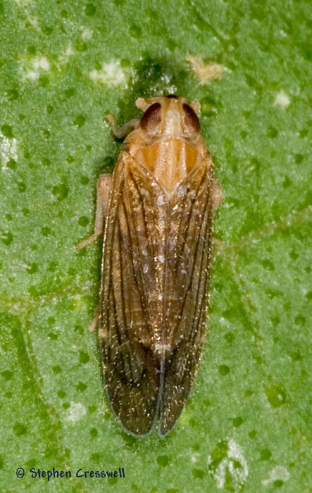 Haplaxius pictifrons, Planthopper in Family Cixiidae