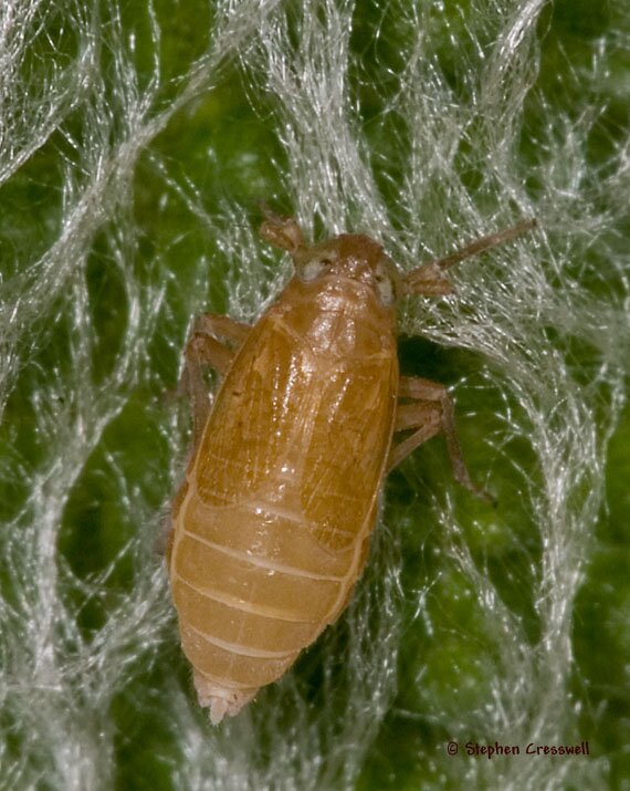 Delphacodes sp., gravid female