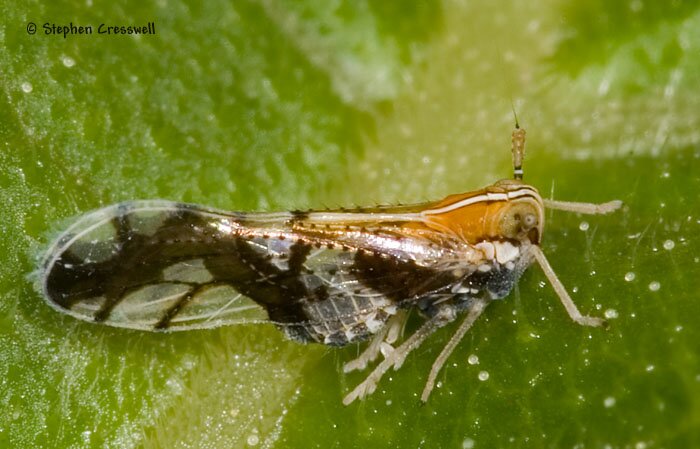 Liburniella ornata, Planthopper