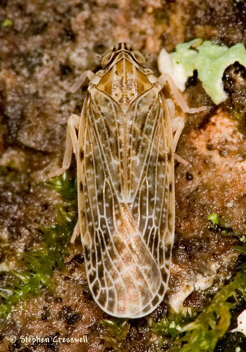 Synecdoche grisea, Planthopper