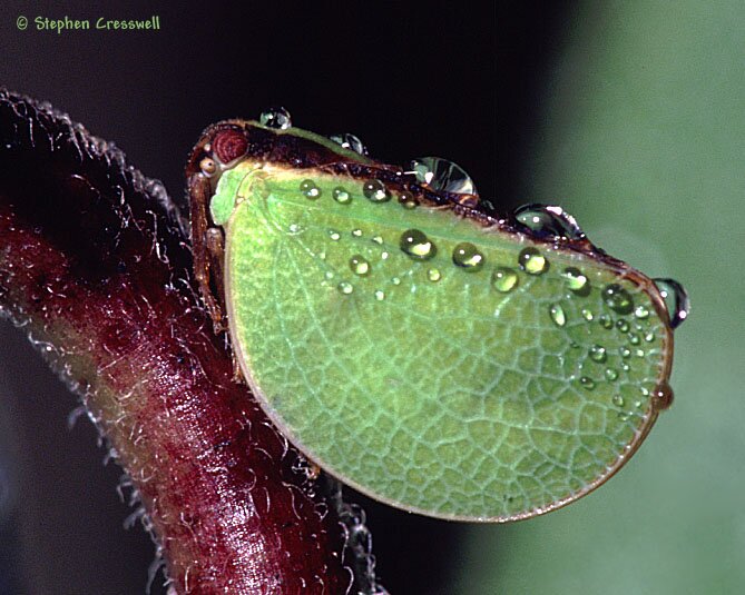 Acanalonia bivittata, Two-striped Planthopper