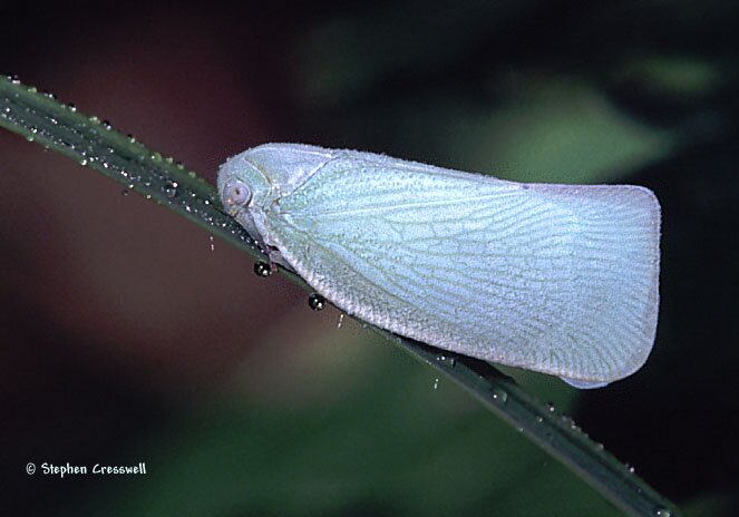 Anormenis chloris, Planthopper