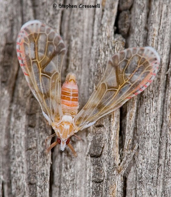 Anotia bonnetii, Derbid Planthopper