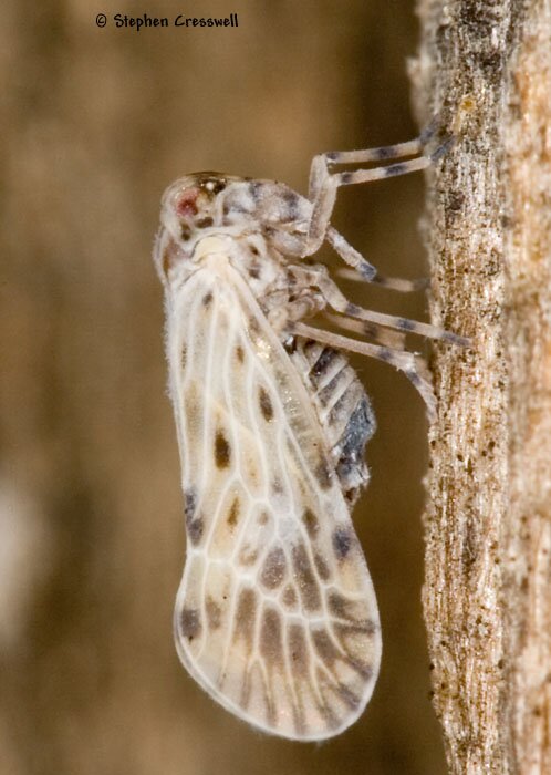 Derbid Planthopper, Cedusa maculata