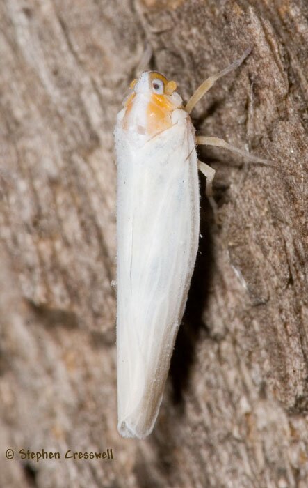 Neocenchrea heidemanni, Derbid Planthopper